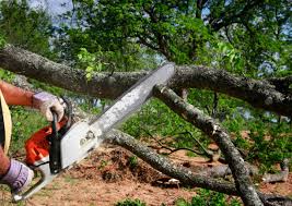 How Our Tree Care Process Works  in  Littlerock, CA